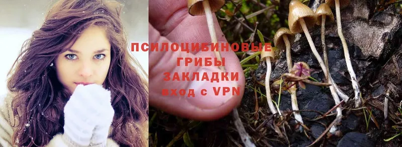 Галлюциногенные грибы Magic Shrooms  Выборг 